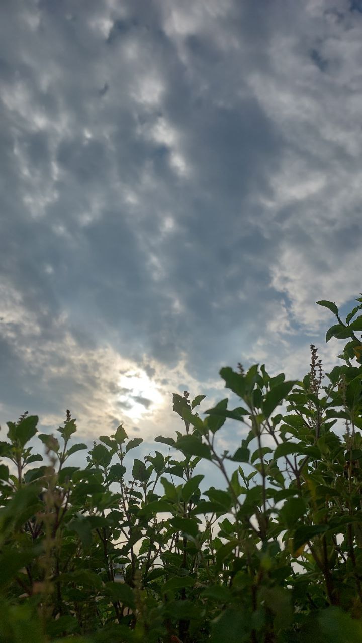 View of cloudy blue sky framed by tree branches, scenic nature shot