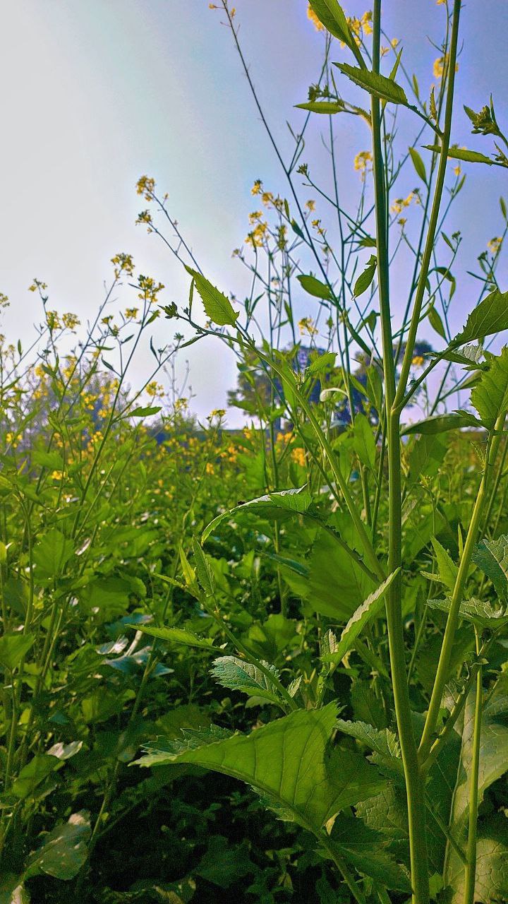 Fresh mustard plants growing in a green field, countryside farm photography
