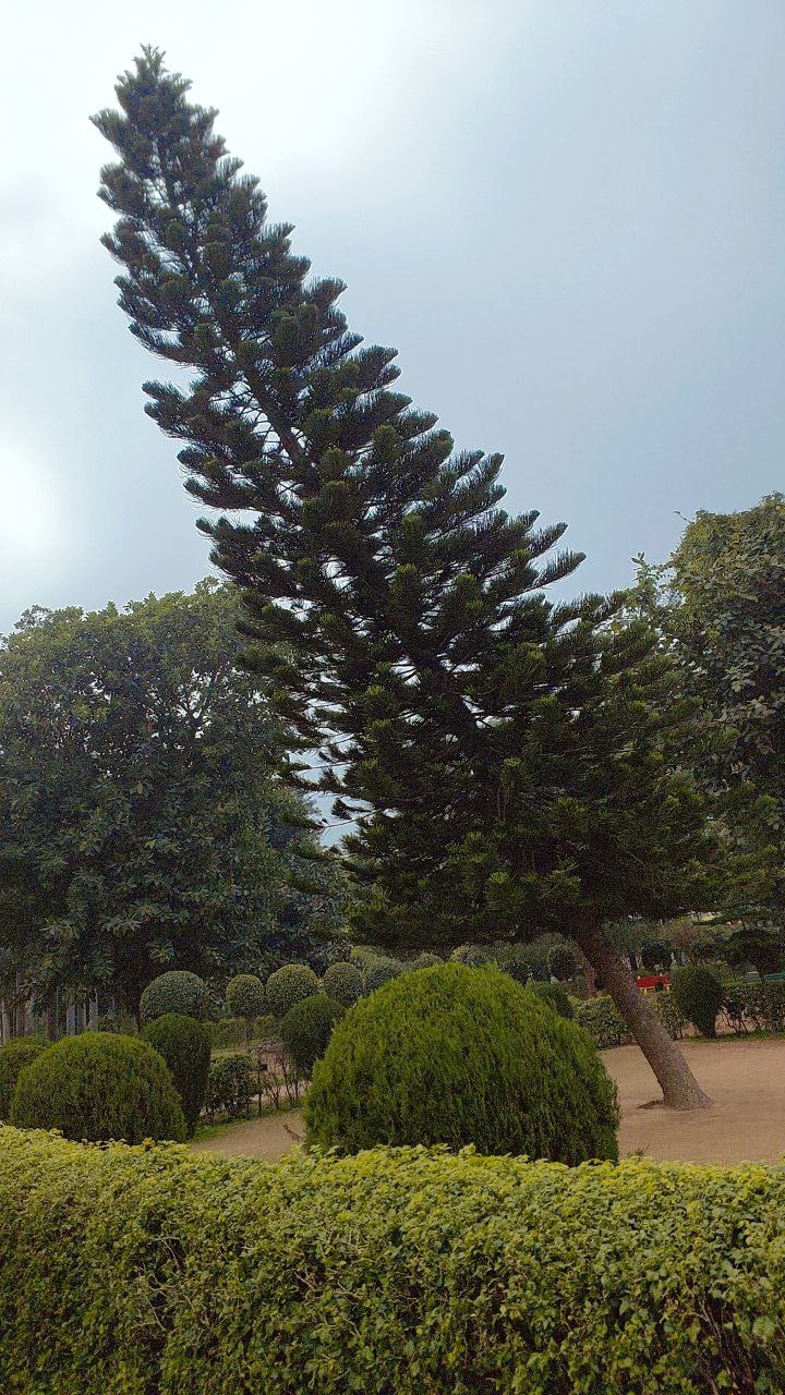 Evergreen tall pine tree standing in a green garden, natural tree landscape