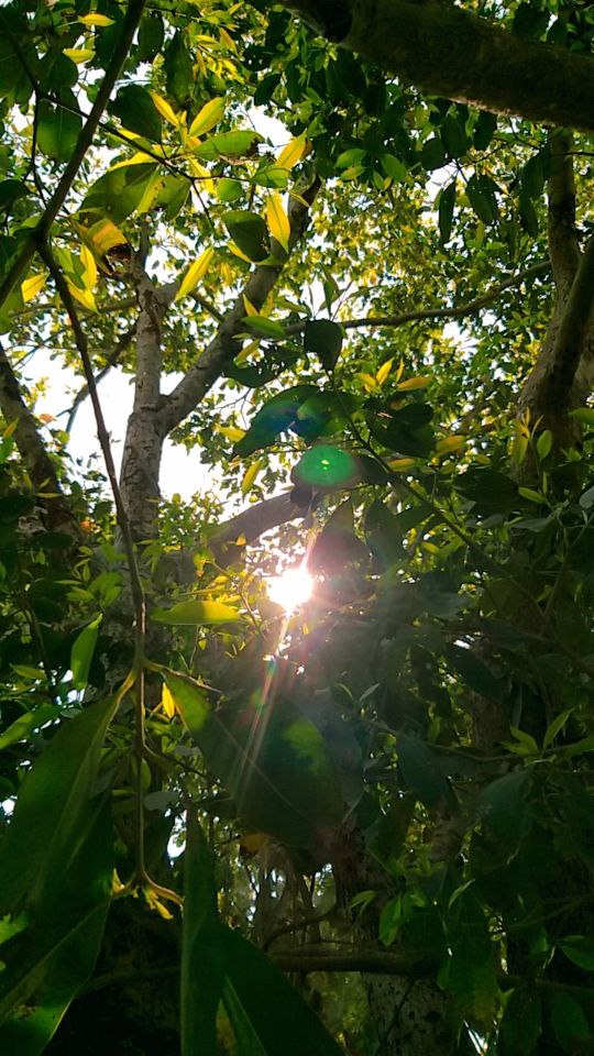 Bright sunlight shining through dense green tree leaves, peaceful forest vibe