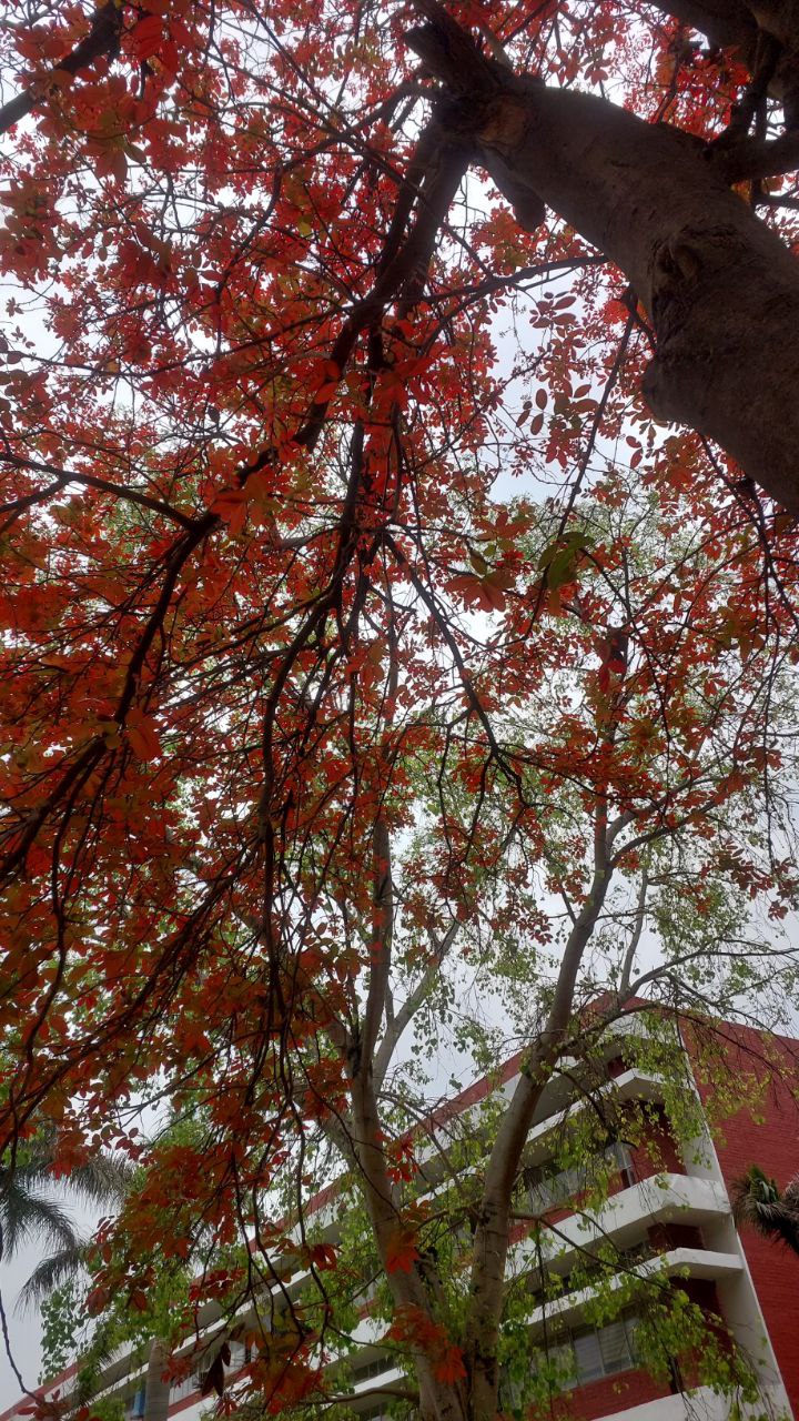 Tree full of red leaves and branches against the sky, autumn-inspired photography