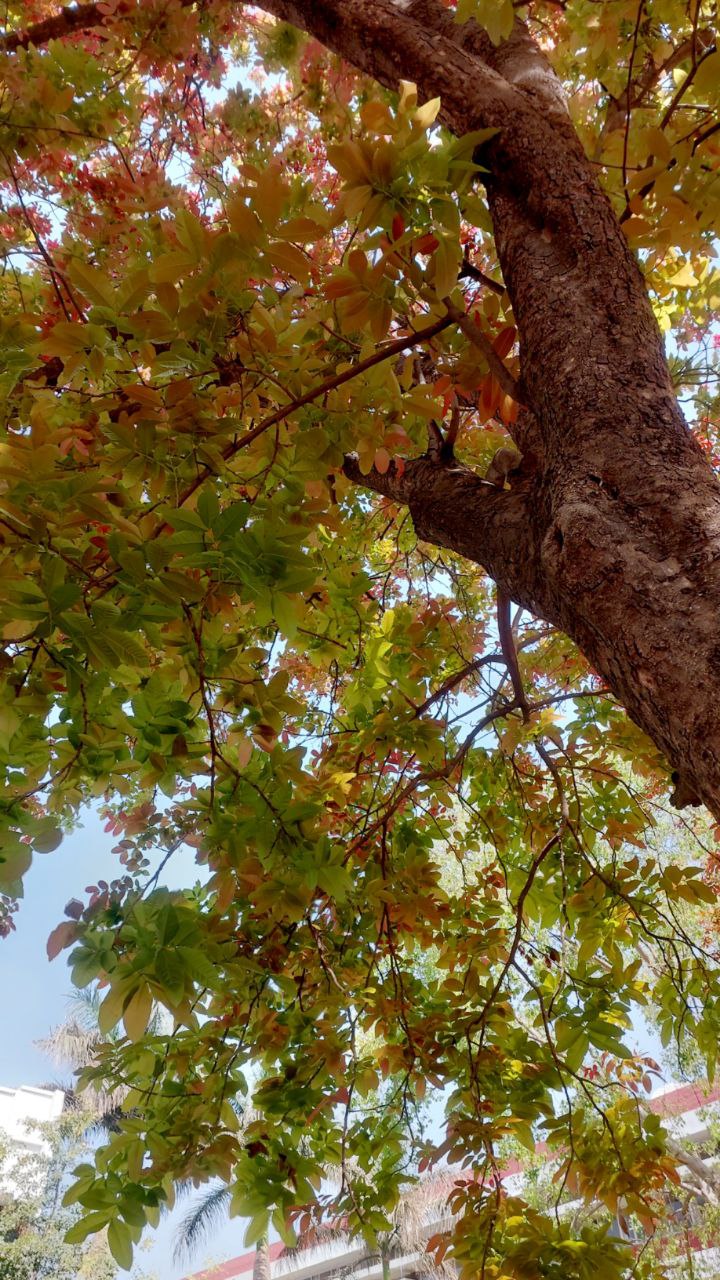 Upward view of a tall tree trunk with spreading branches, natural perspective shot