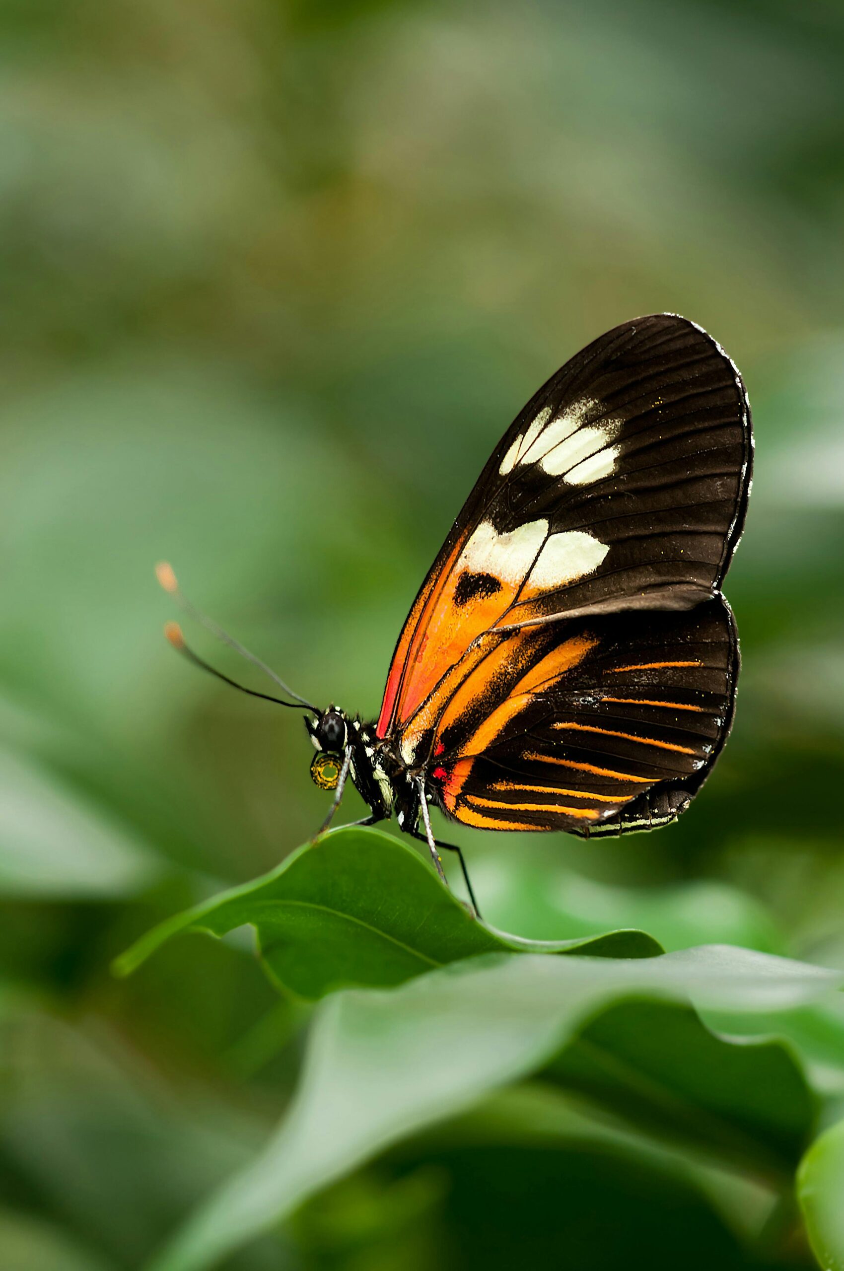 Close-up of a Heliconius butterfly with vibrant wings perched on a green leaf. showing biography and why we started