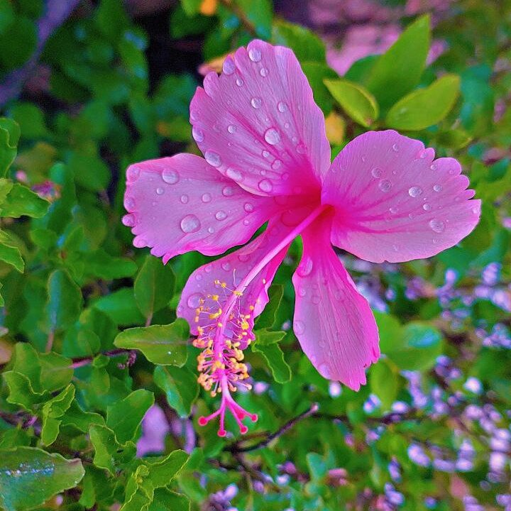 Pink hibiscus flower with dew drops, nature close-up photography