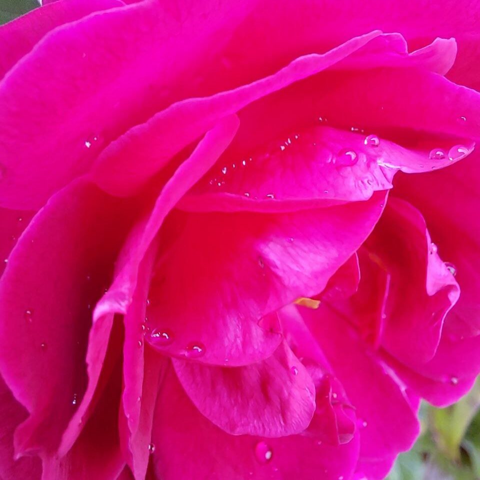 Pink Rose Flower with Dew Drops, nature close-up photography