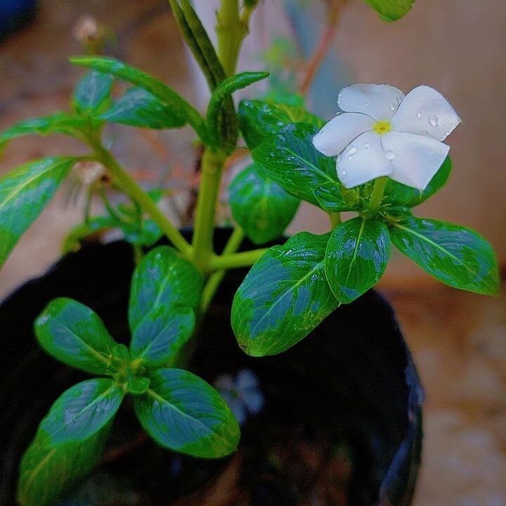 White periwinkle flower with green leaves and raindrops, natural beauty capture