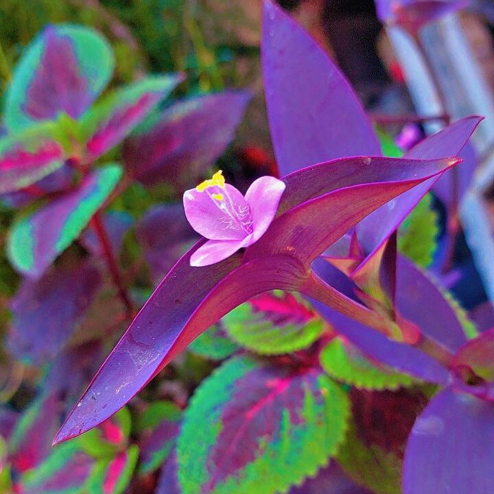 Small pink flower on purple heart plant leaves, garden close-up