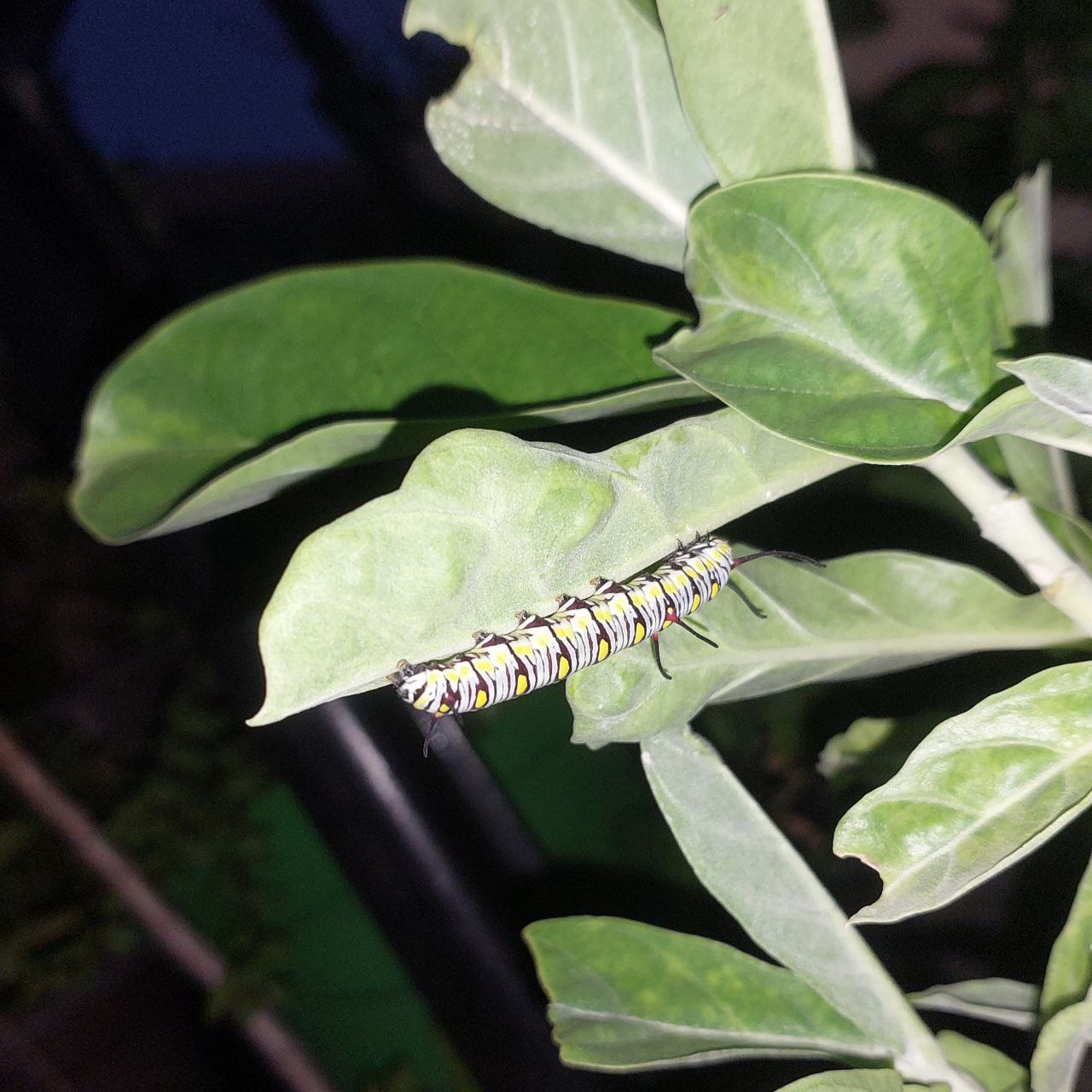 Striped monarch caterpillar resting on fresh green leaf, wildlife close-up