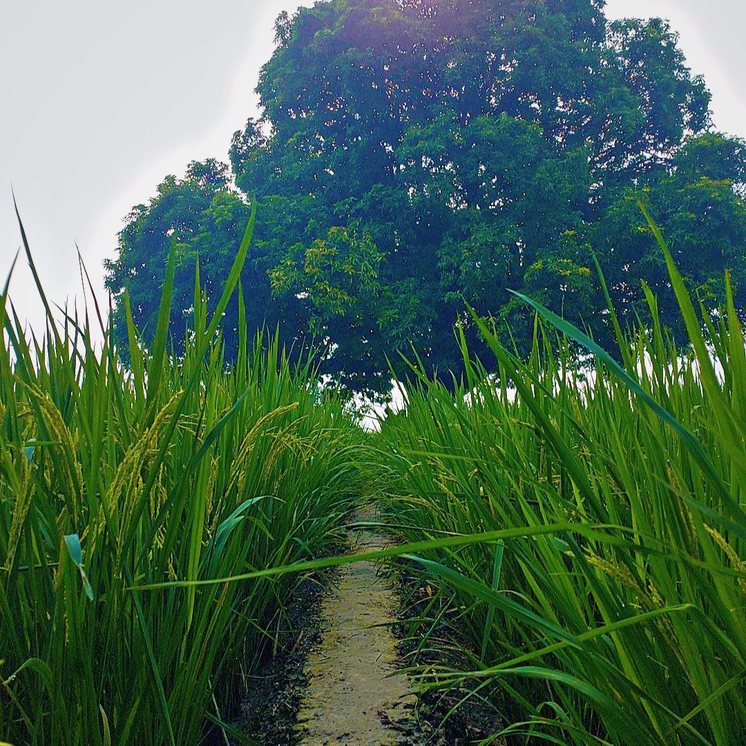 Natural pathway leading to a lone tree in open farmland, countryside field photography for Golden Landscapes gallery