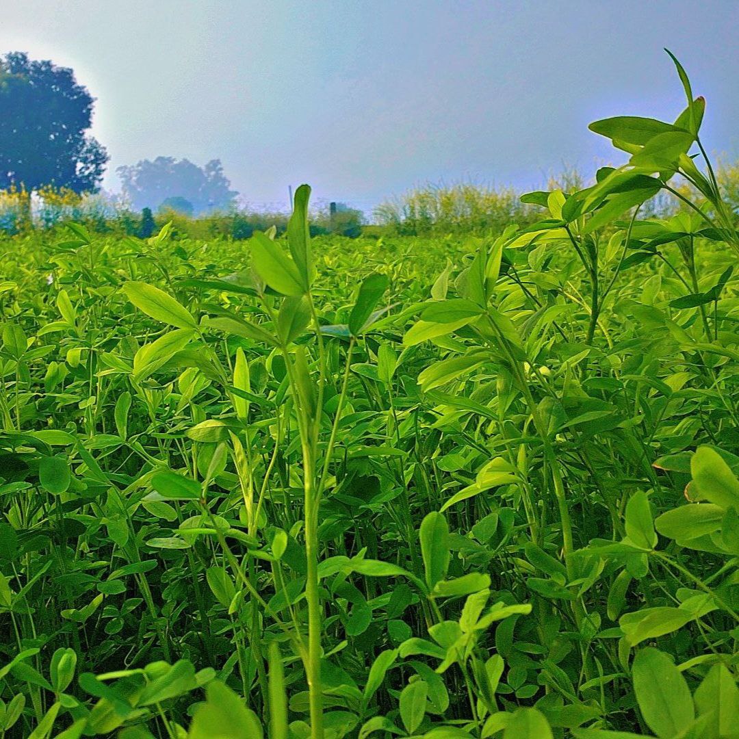 Wide shot of fresh green plants growing in the field, farmland nature scenery for Golden Landscapes gallery