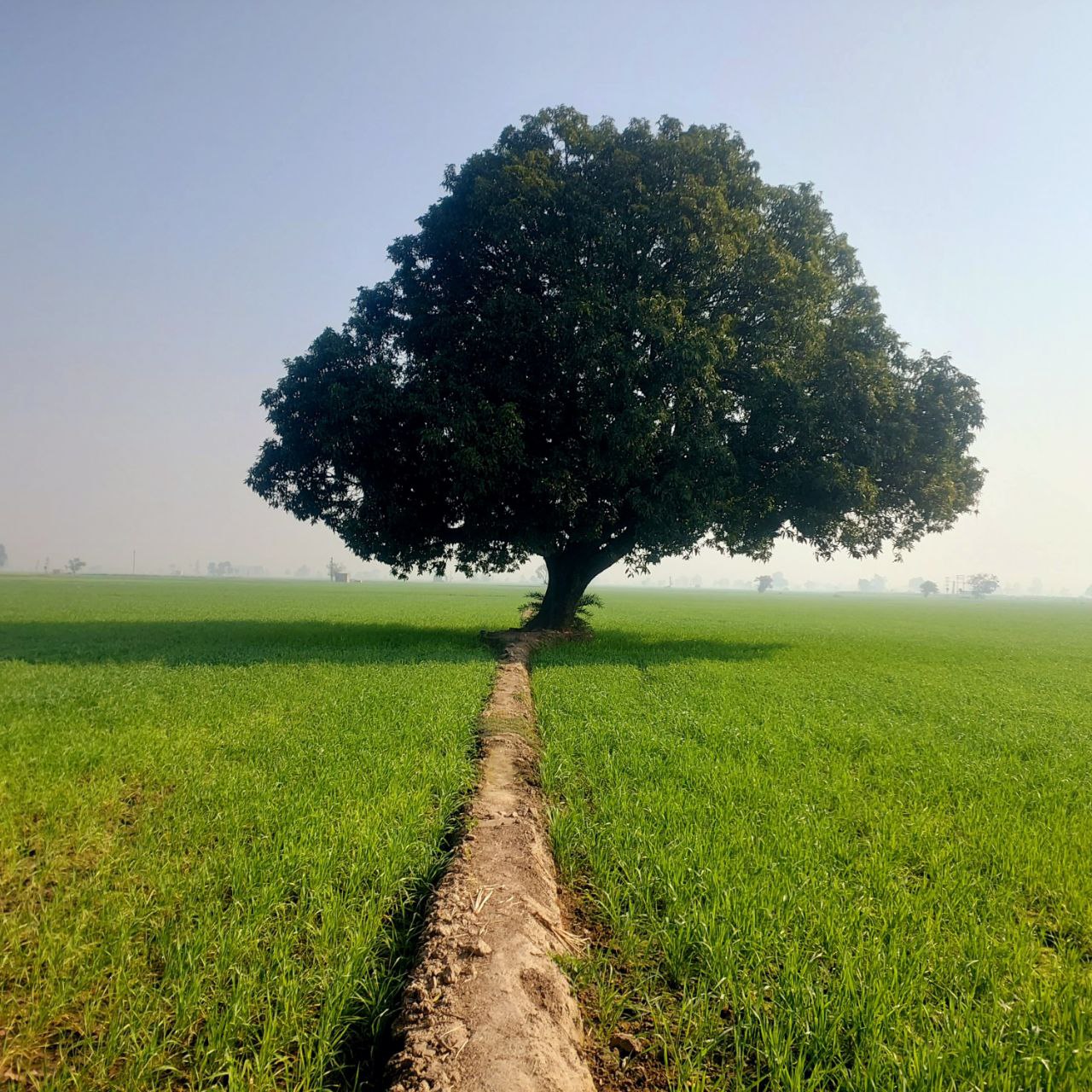 Scenic view of a lush green field with a big tree, peaceful nature photography for Golden Landscapes gallery