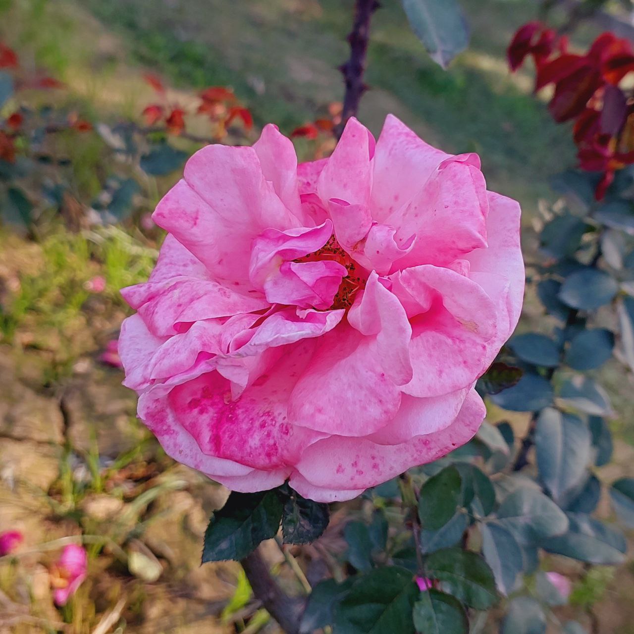 Close-up of a pink rose blossom in the garden, floral beauty captured for Golden Landscapes gallery