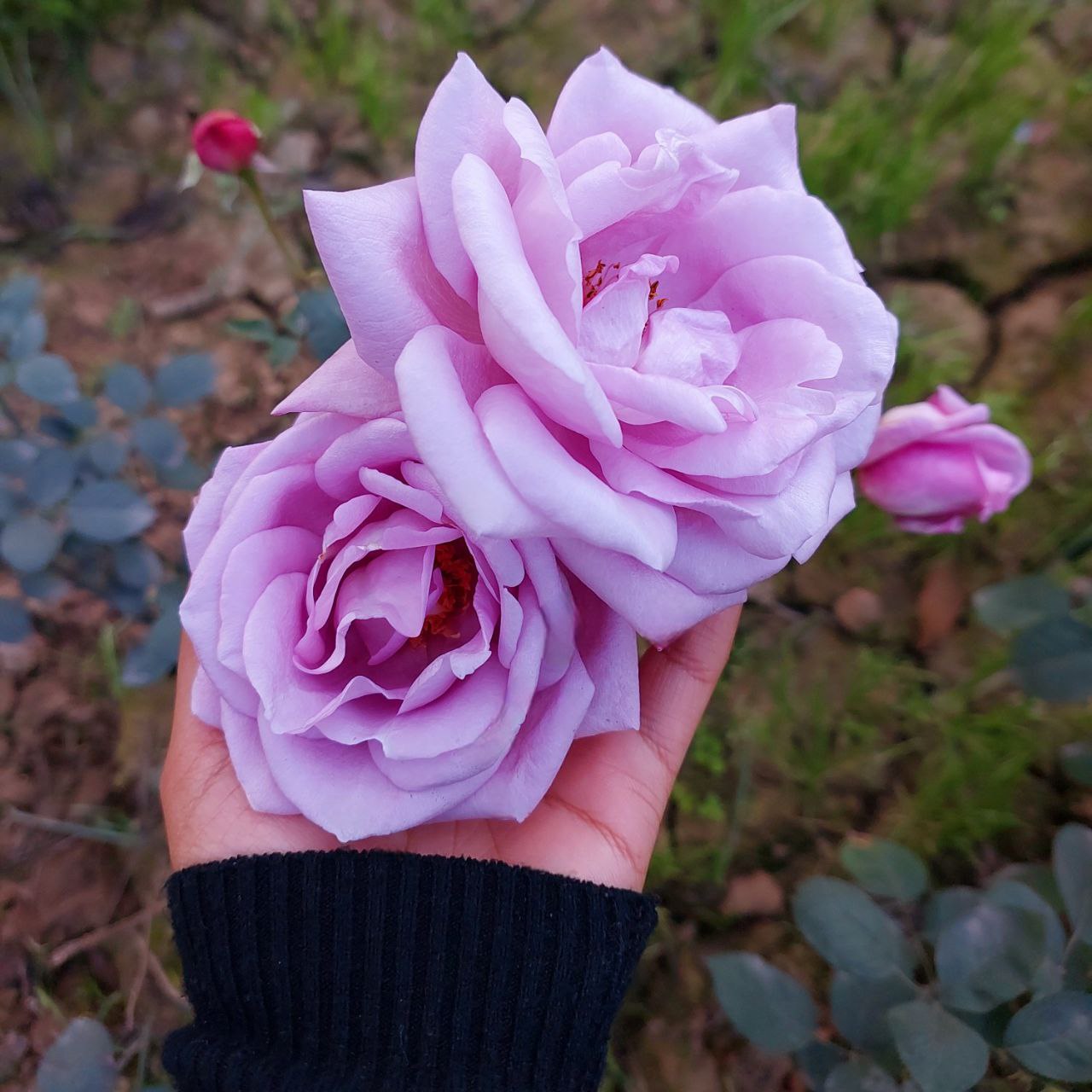 Beautiful lavender rose flower held in hand, nature blossom close-up for Golden Landscapes gallery