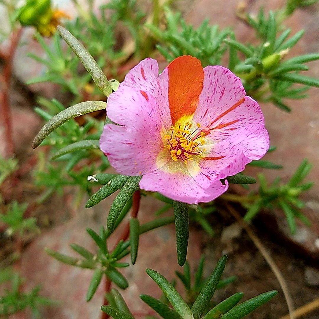 Bright pink moss rose (Portulaca) blossom in garden, nature close-up photography for Golden Landscapes gallery