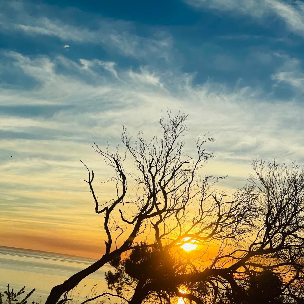 Warm golden sunset shining through the branches of a bare tree, tranquil scenic view for Golden Landscapes gallery